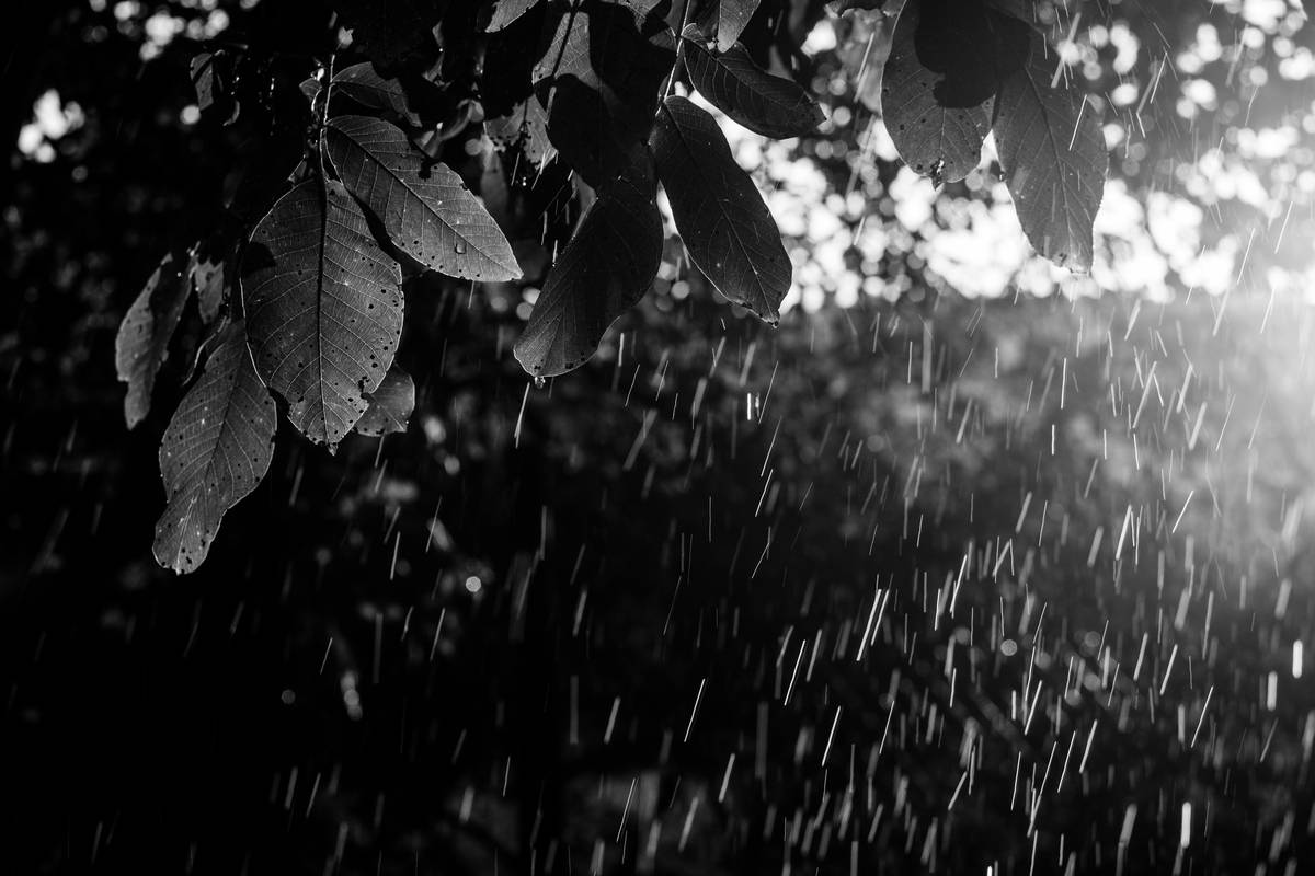 a black and white photo of a tree in the rain